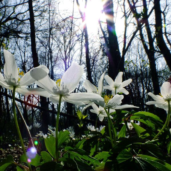 Anemonoides nemorosa Blomst