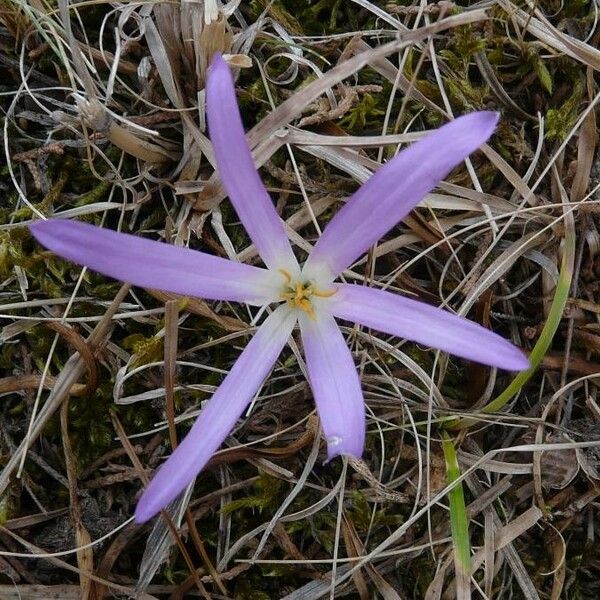 Colchicum longifolium Flower