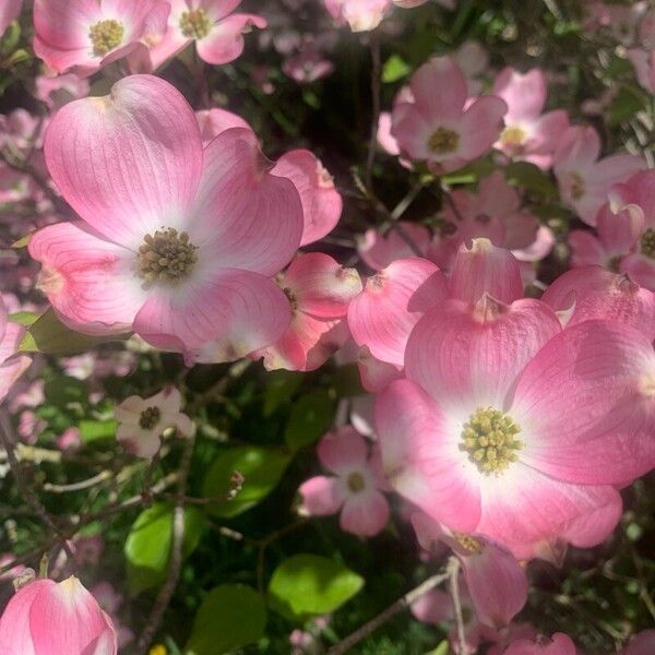 Cornus florida Flor