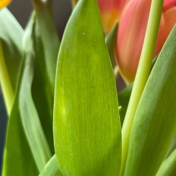 Tulipa agenensis পাতা