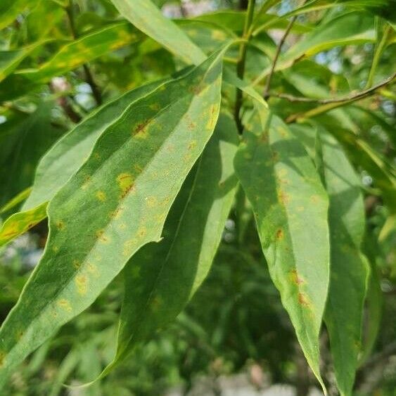 × Chitalpa tashkentensis Leaf
