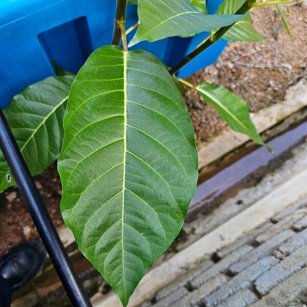 Ficus septica Blatt