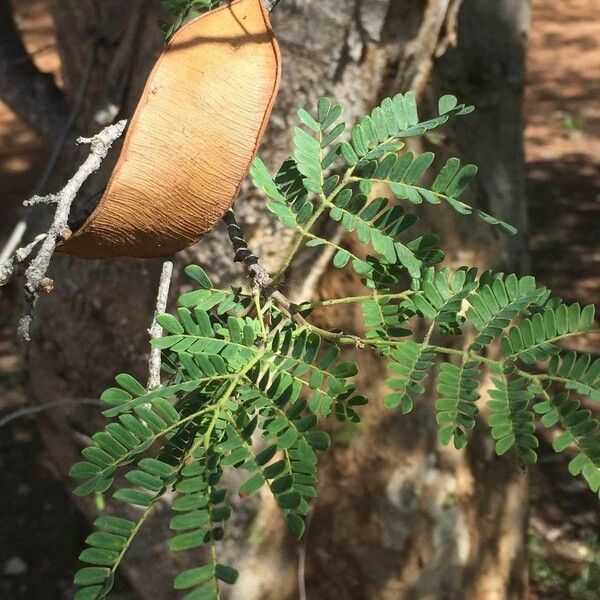 Albizia forbesii Plod