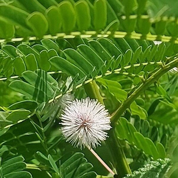 Acaciella angustissima Floare