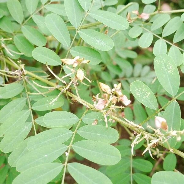 Indigofera tinctoria Cvet