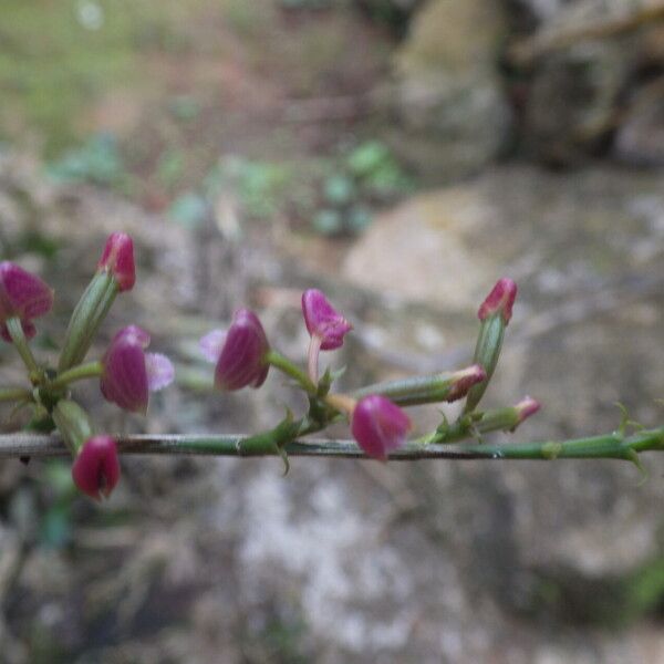 Polystachya concreta Bloem