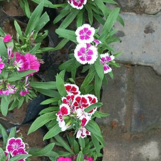 Dianthus chinensis Flower