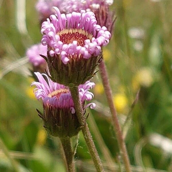 Erigeron alpinus Flor