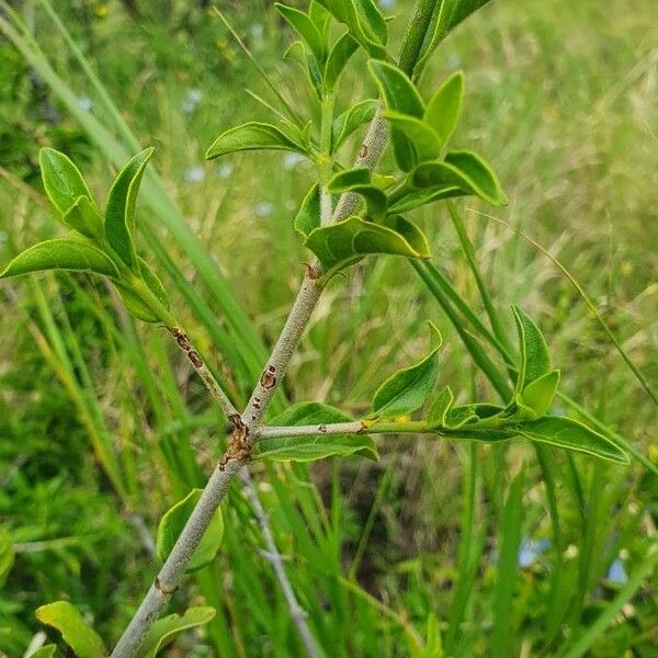 Pyrostria phyllanthoidea Hábito