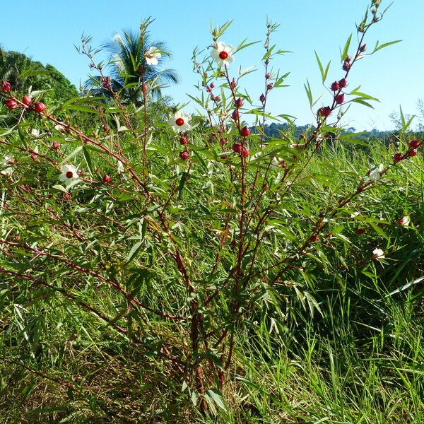 Hibiscus sabdariffa Plante entière