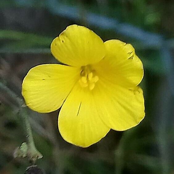 Linum maritimum Çiçek