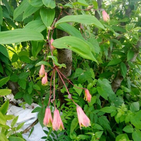 Bomarea edulis Flower