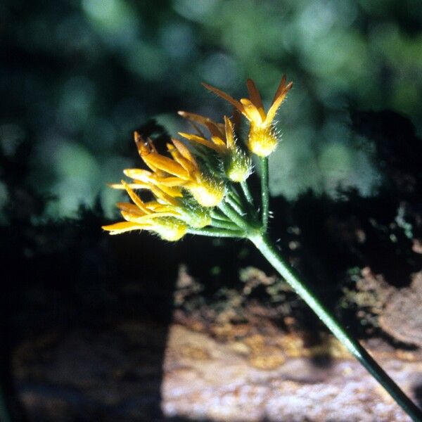 Gurania bignoniacea Fiore