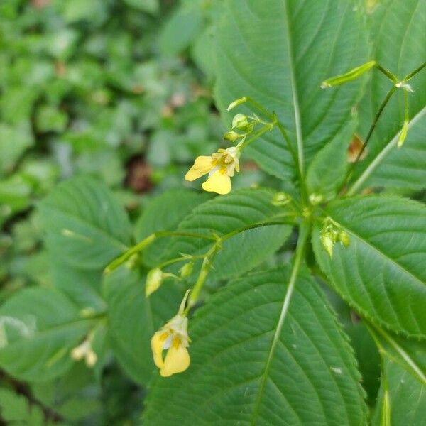 Impatiens parviflora 花