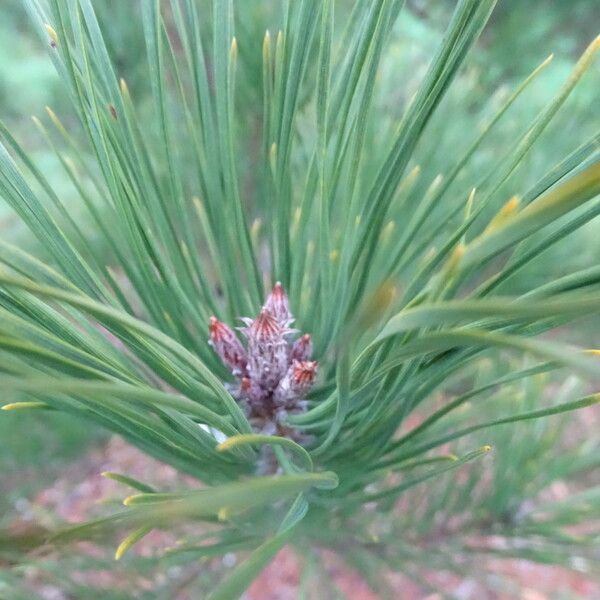 Pinus densiflora Fuelha