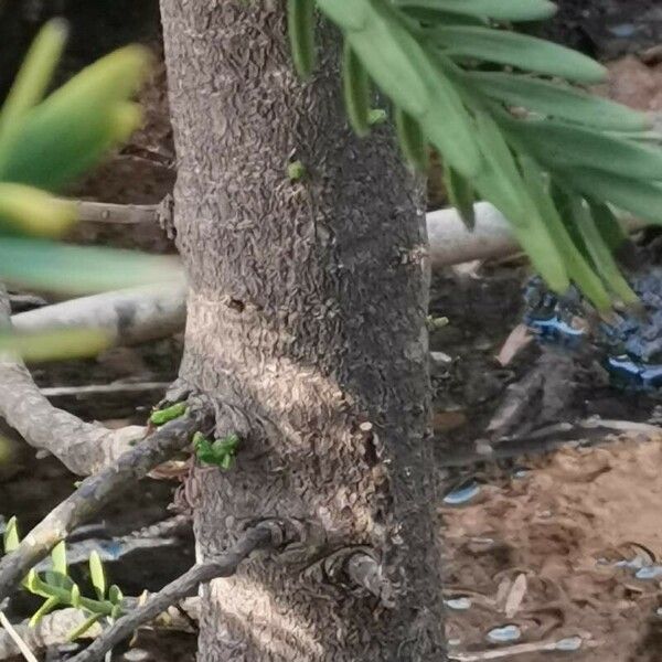 Retrophyllum minus Bark