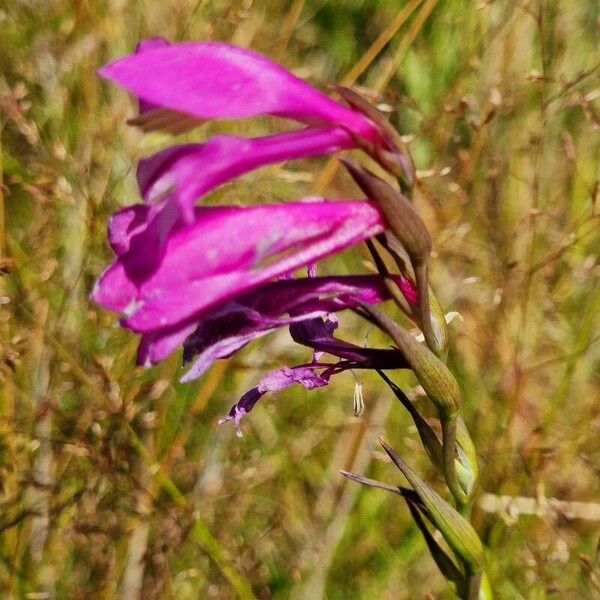 Gladiolus imbricatus Fleur