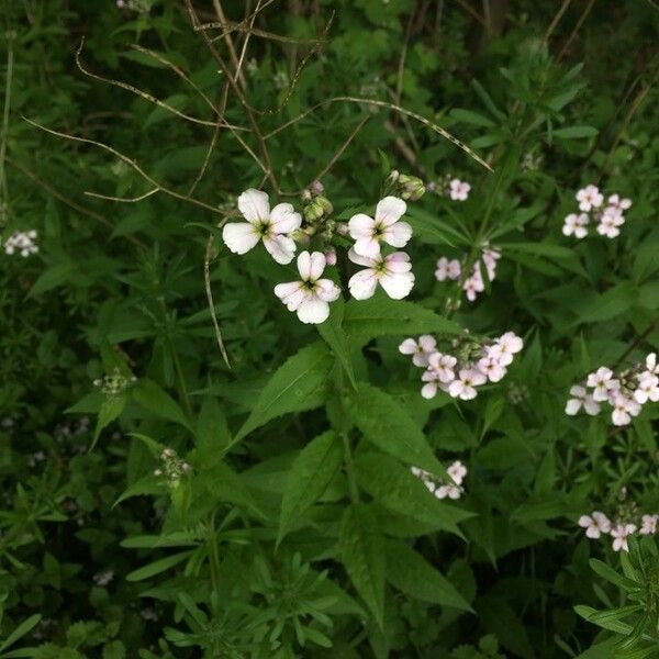 Hesperis matronalis Flor