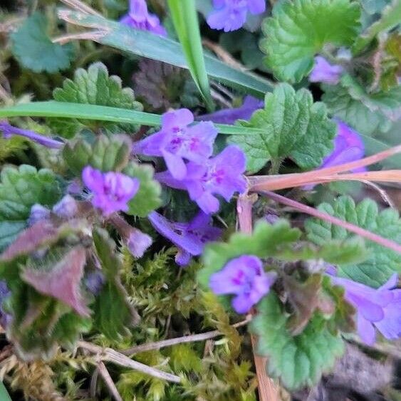 Glechoma hederacea Kwiat