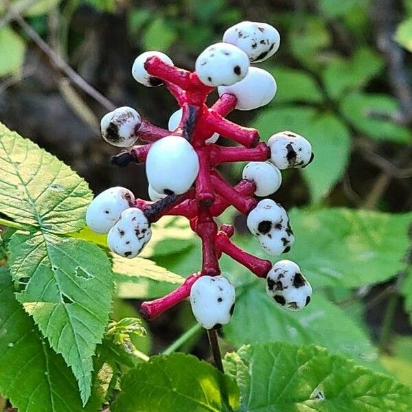 Actaea pachypoda 果