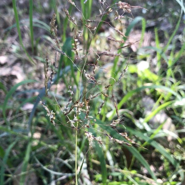 Capillipedium spicigerum Flower