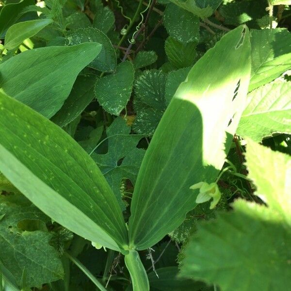 Lathyrus latifolius ഇല