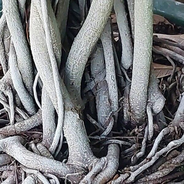 Ficus binnendykii Corteccia