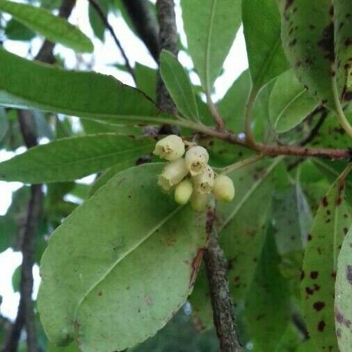 Arbutus unedo Blomst