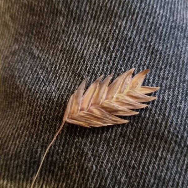 Chasmanthium latifolium Fruit