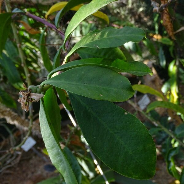 Rhodocactus grandifolius 葉