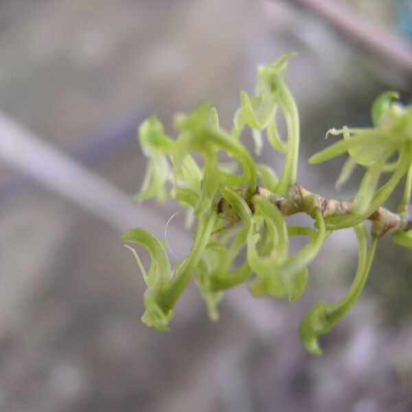 Angraecopsis parviflora Flors