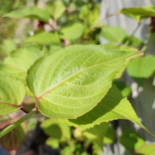 Leycesteria formosa Leaf