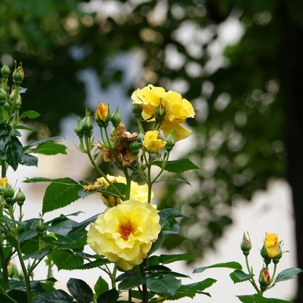 Rosa foetida Žiedas