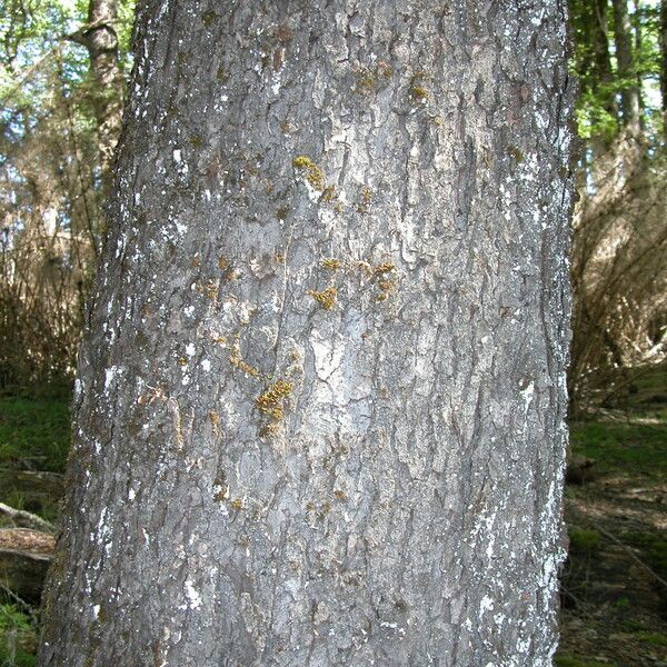 Nothofagus obliqua Azala