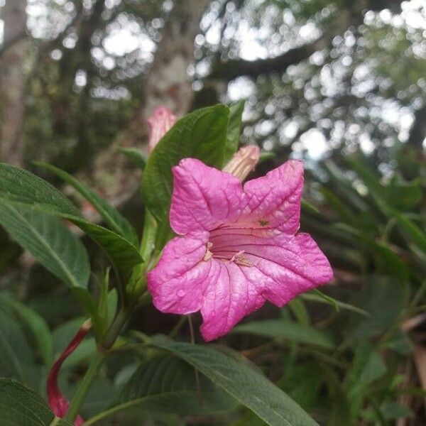 Ruellia macrantha Flower