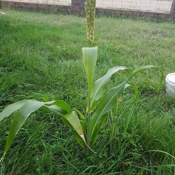 Sorghum bicolor برگ