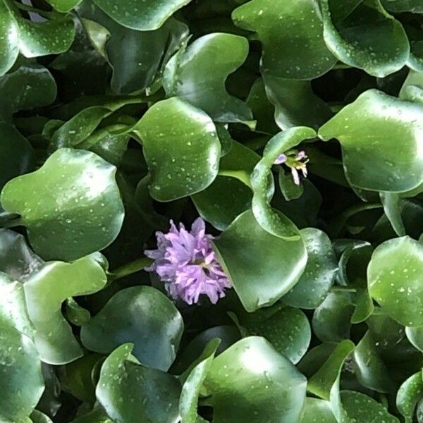 Eichhornia crassipes Fleur