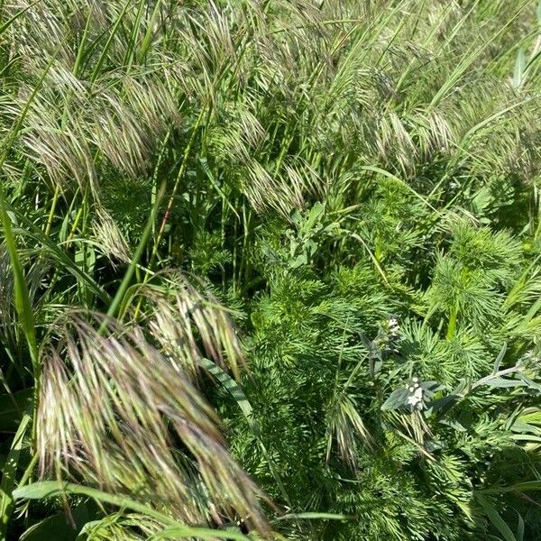 Bromus tectorum 整株植物