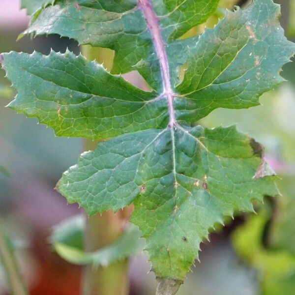 Sonchus oleraceus Folla