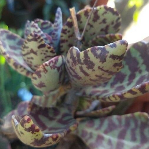 Kalanchoe humilis Ліст