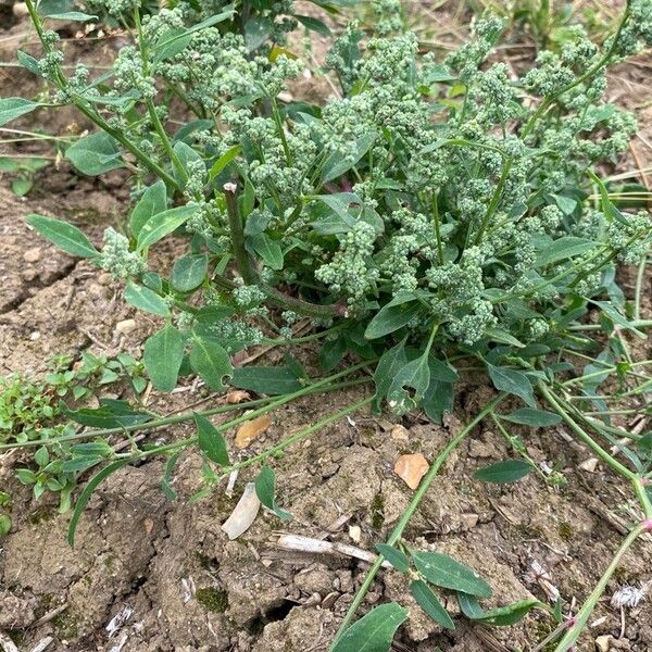 Chenopodium vulvaria Celota