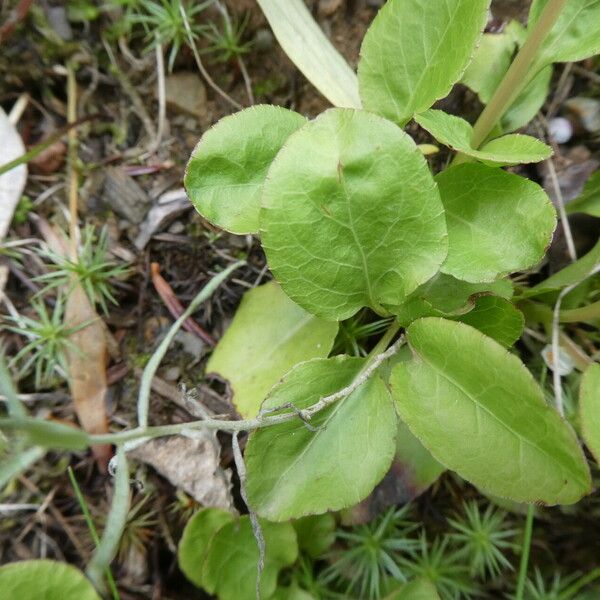 Pyrola minor List