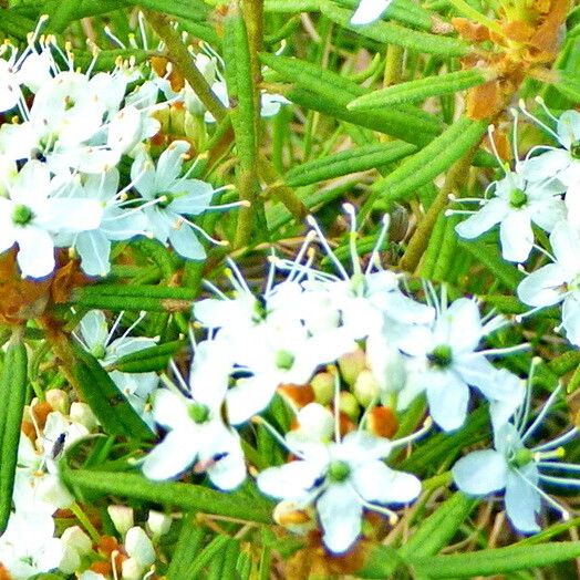 Rhododendron tomentosum Blomst