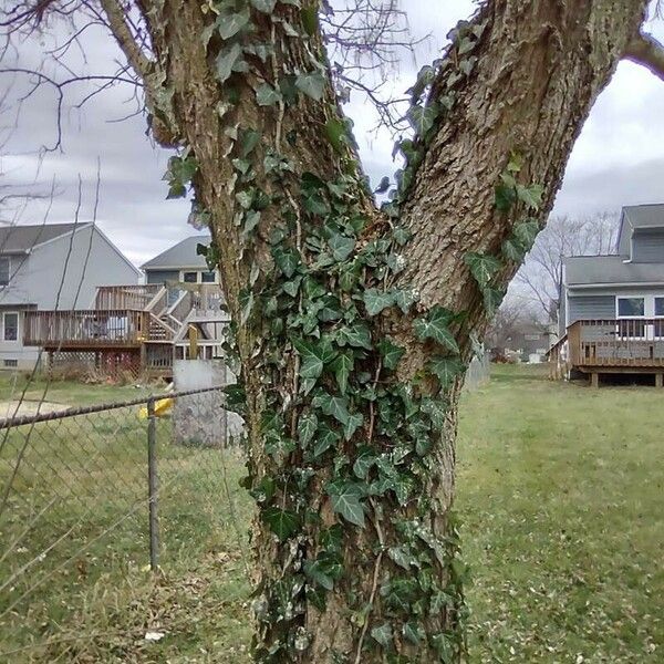 Hedera canariensis برگ