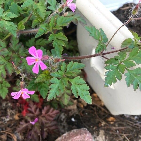 Geranium robertianum Bloem