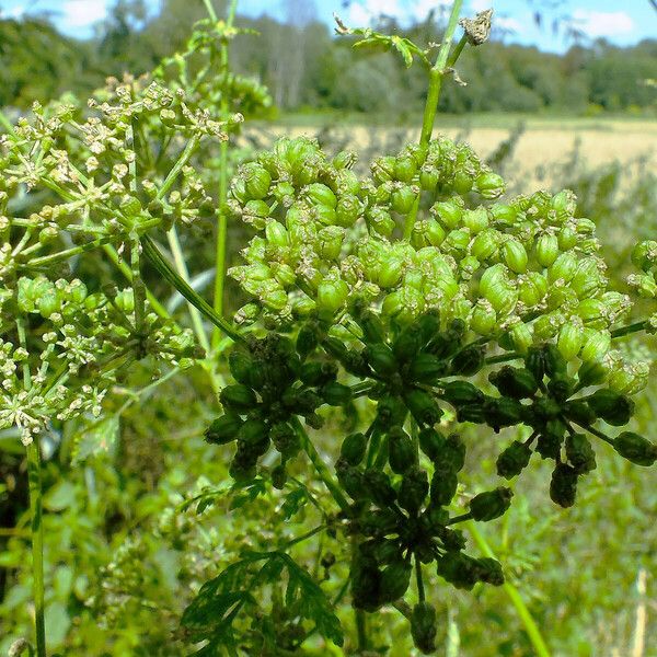 Chaerophyllum bulbosum Fruit