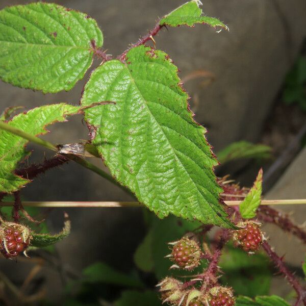 Rubus hirtus ഇല