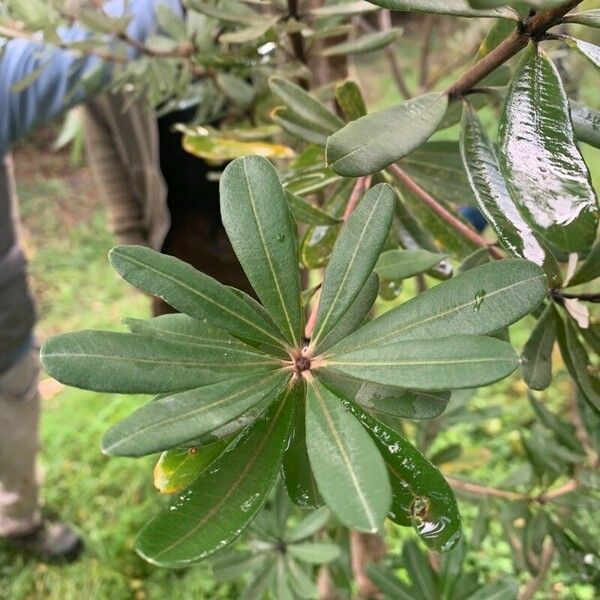 Banksia integrifolia পাতা