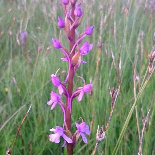 Gymnadenia conopsea Blomst