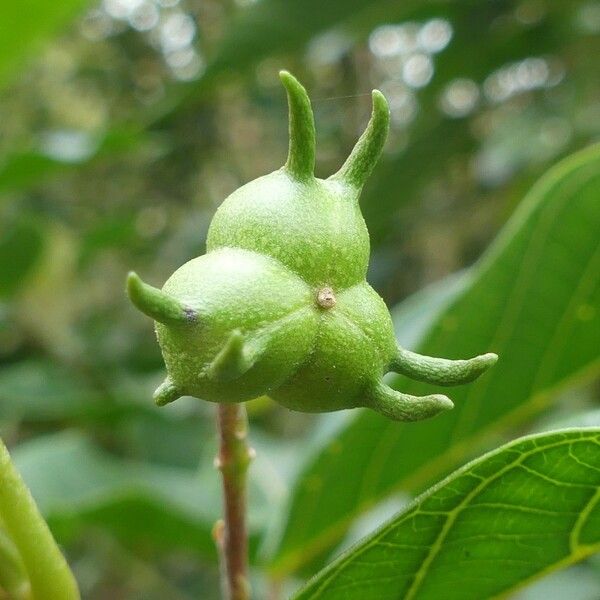 Hancea integrifolia Meyve